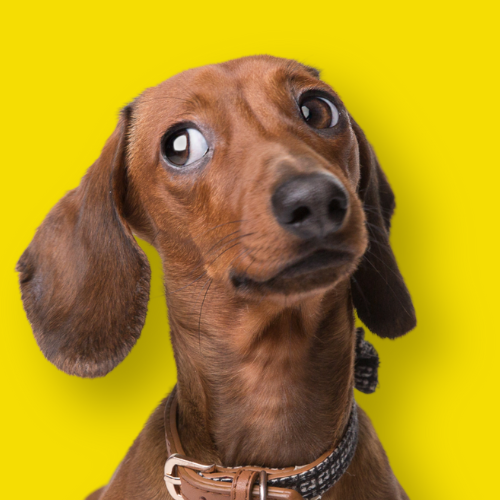 Dachshund