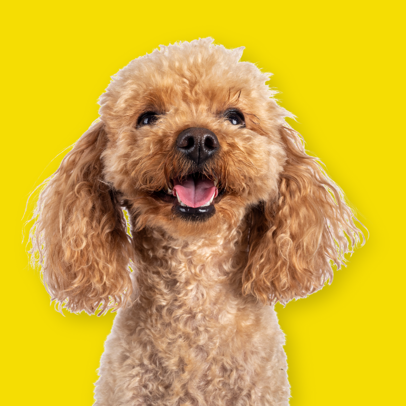Poodle T-shirts