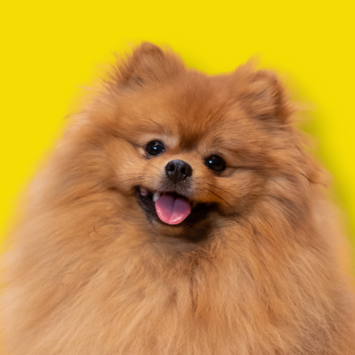 Pomeranian