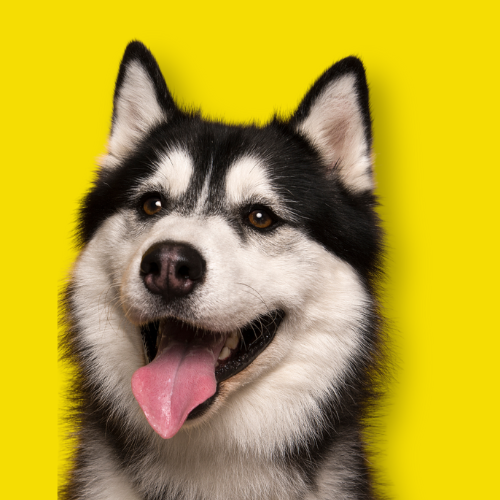 Siberian Husky